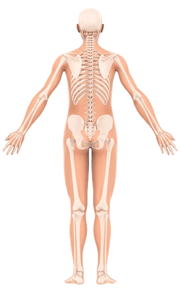 Vista posterior del cuerpo humano